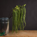 Green Amaranthus - Green