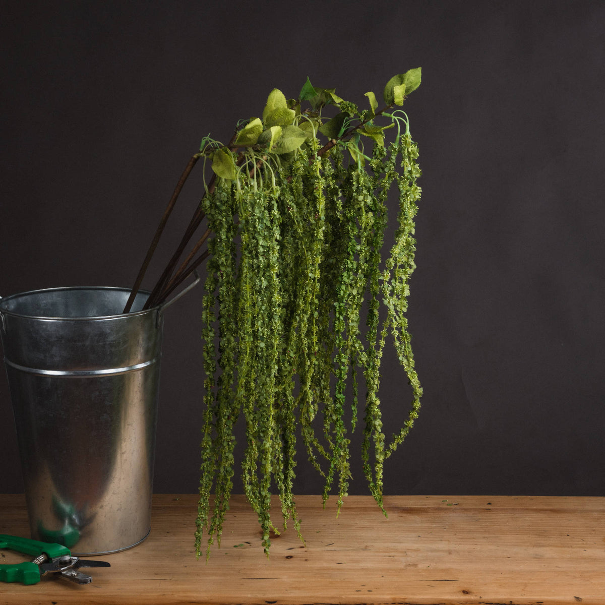 Green Amaranthus - Green