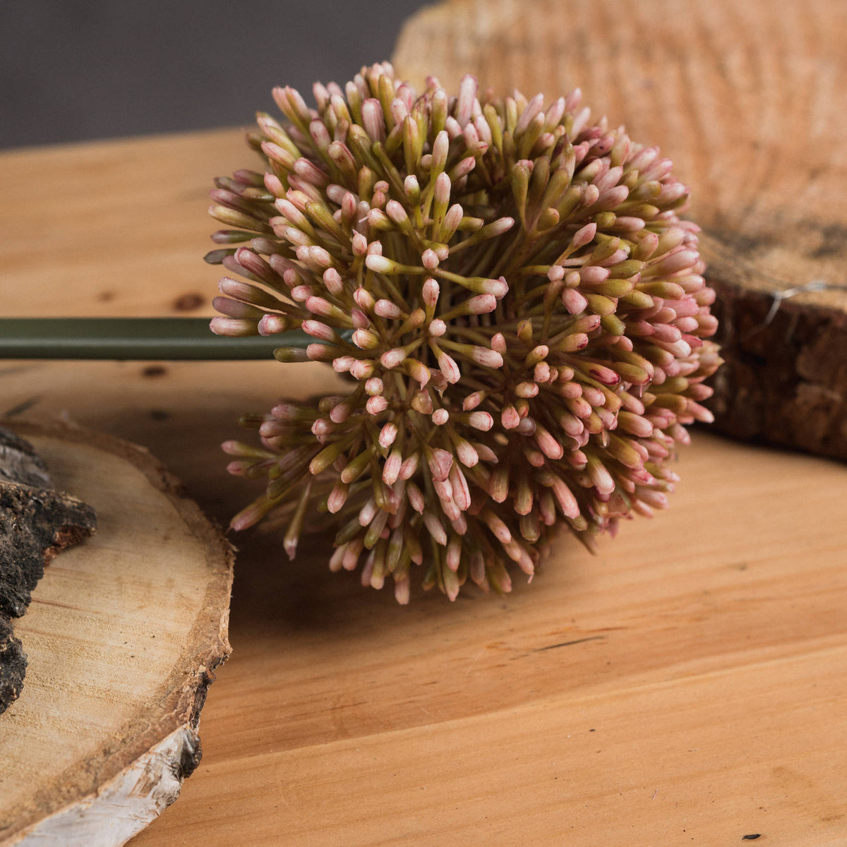 Pink Giant Allium Stem - Pink