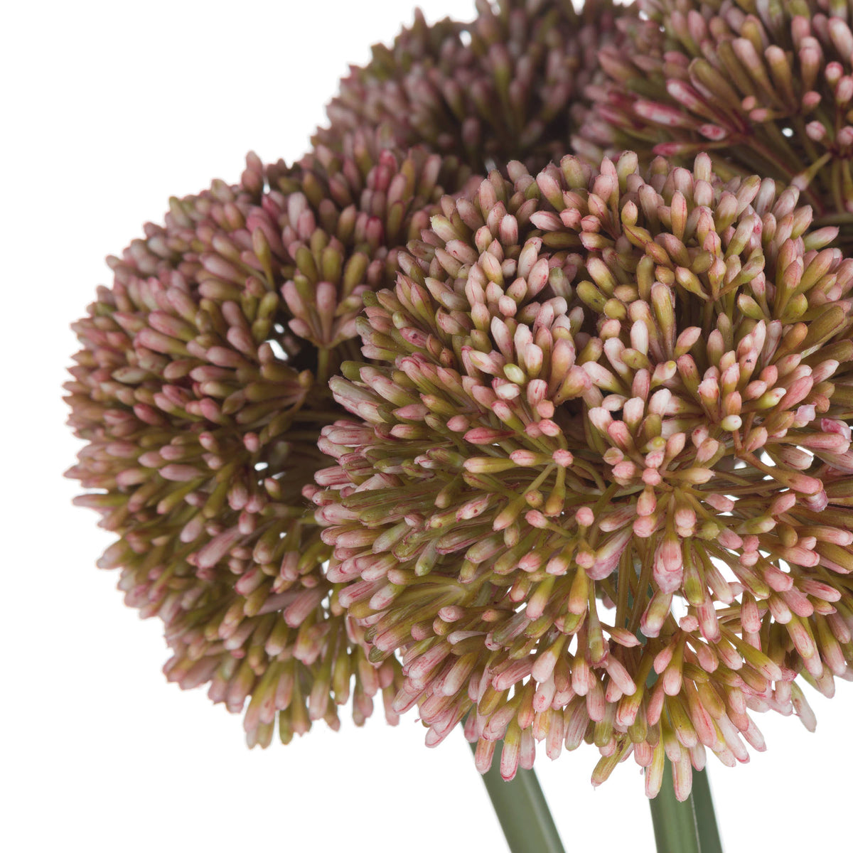 Pink Giant Allium Stem - Pink