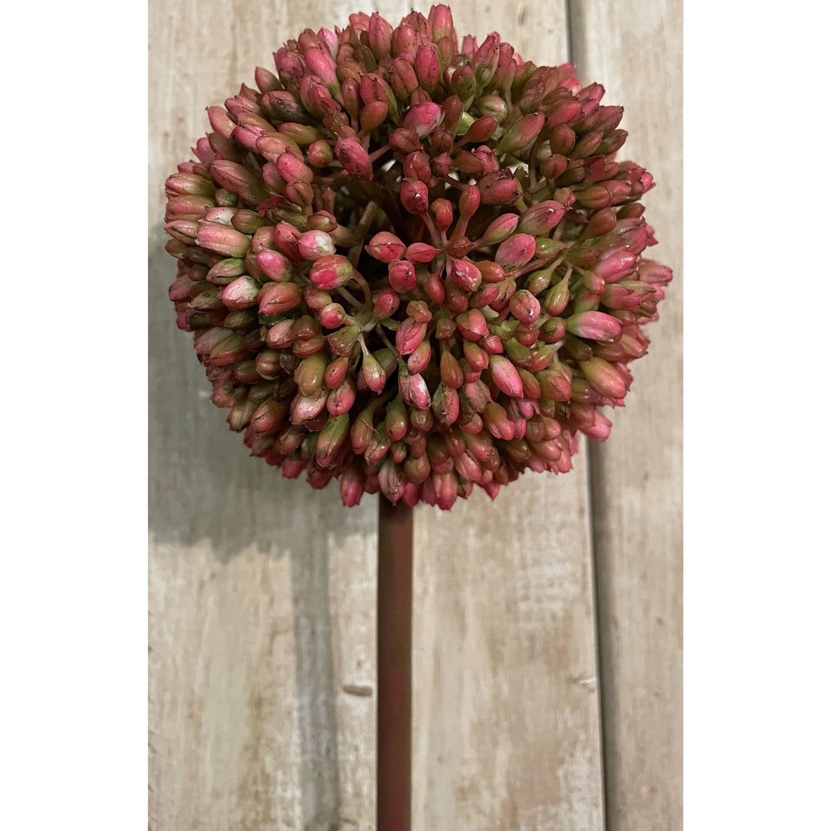 Pink Giant Allium Stem