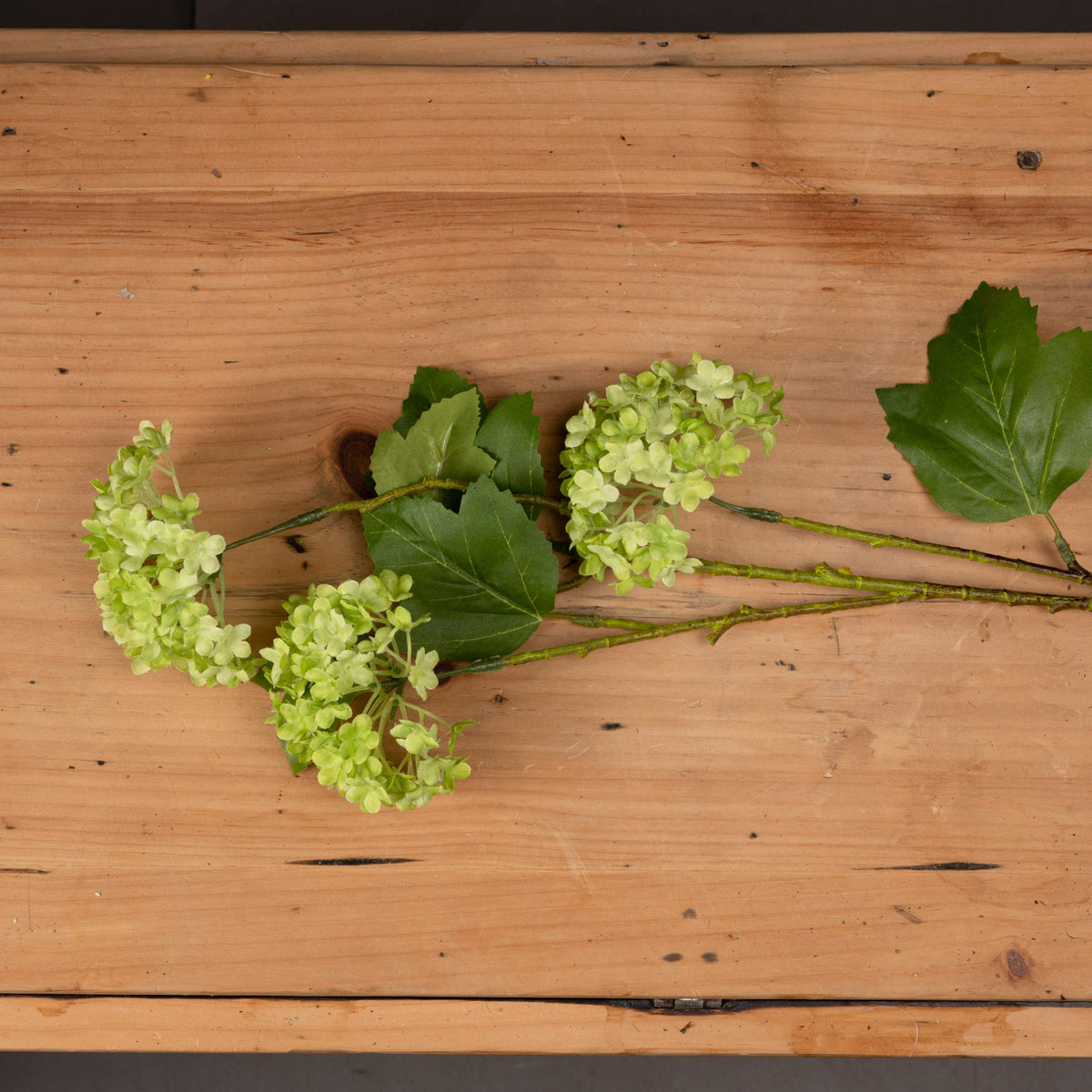 Green Snowball Viburnum Spray