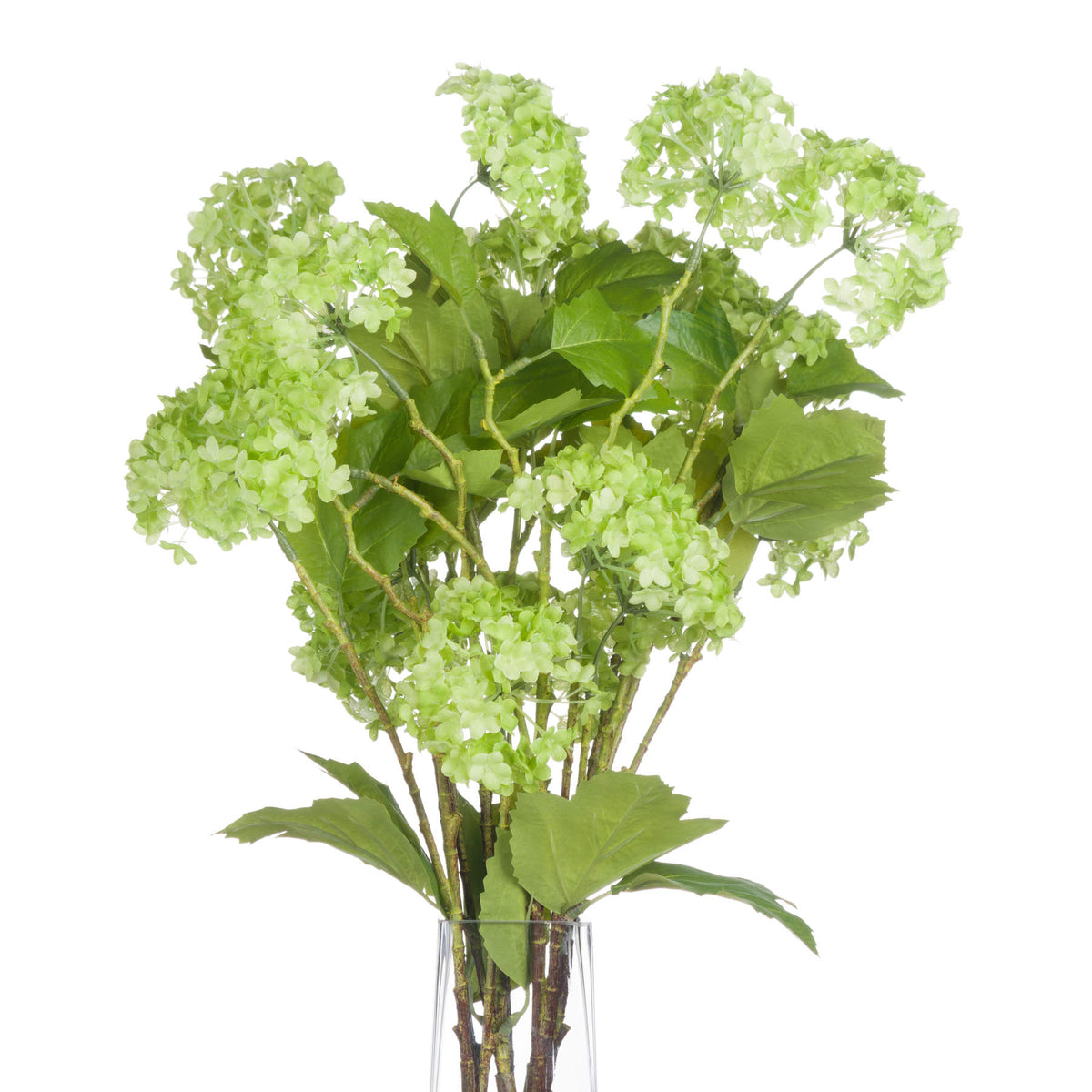 Green Snowball Viburnum Spray