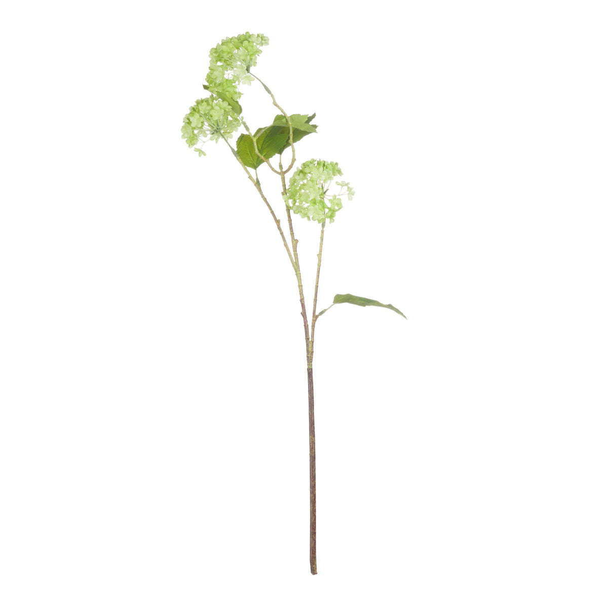 Green Snowball Viburnum Spray