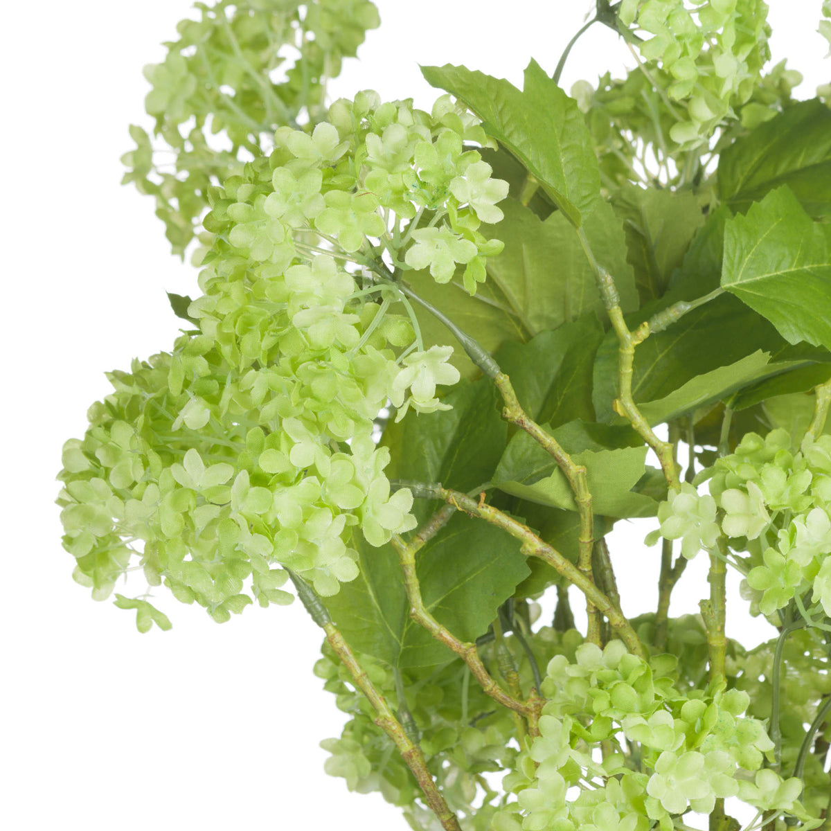 Green Snowball Viburnum Spray