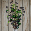 Viburnum Berry - Blue