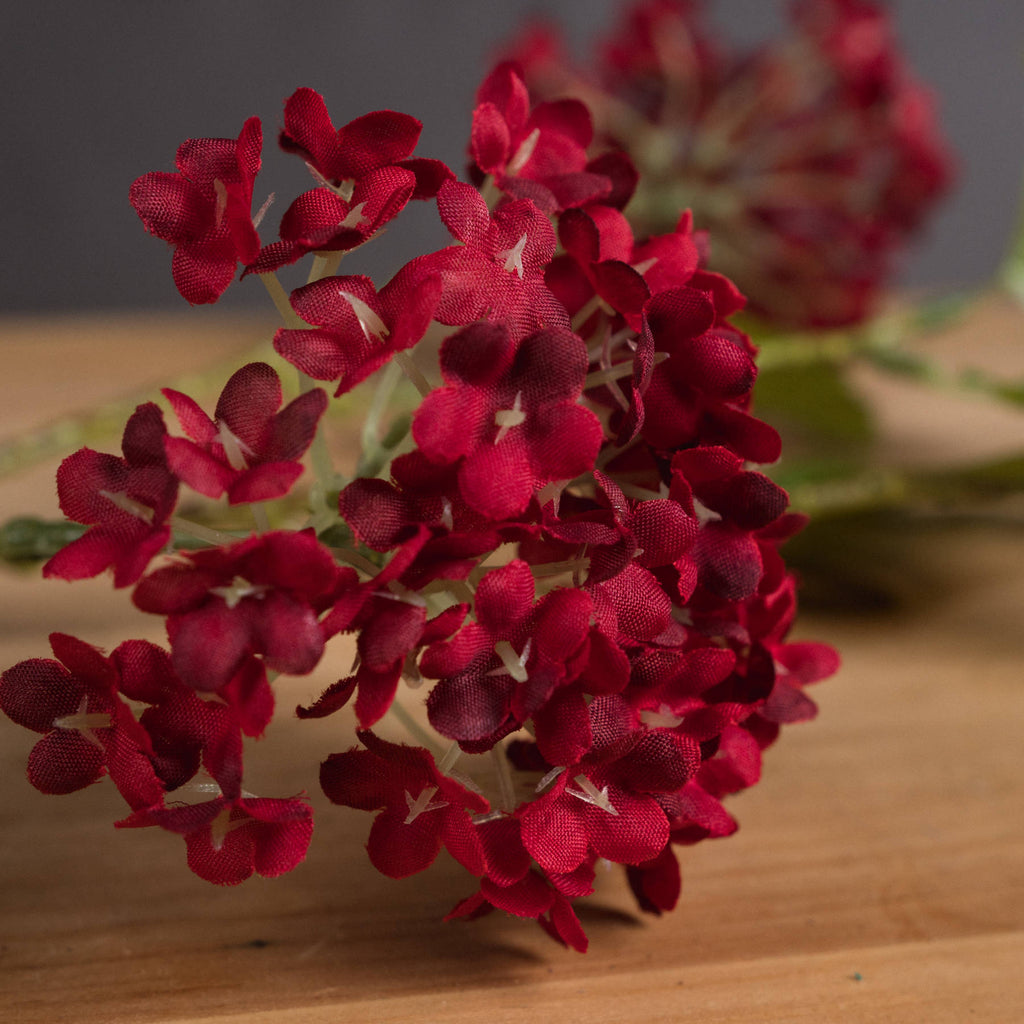 Red Autumnal Viburnum - Red