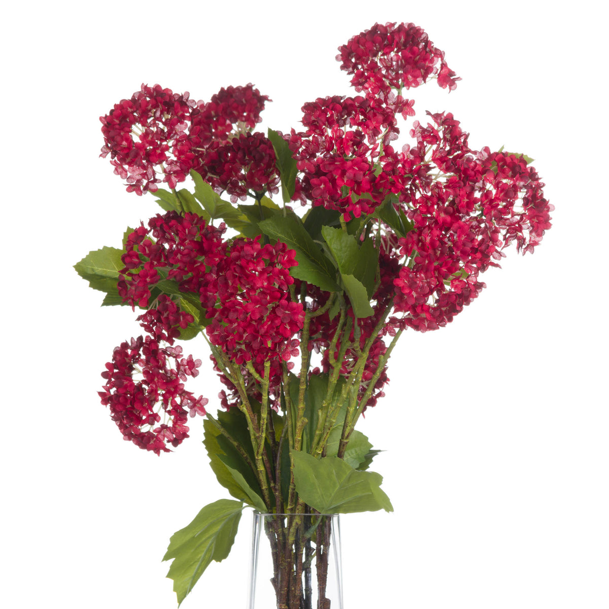 Red Autumnal Viburnum - Red