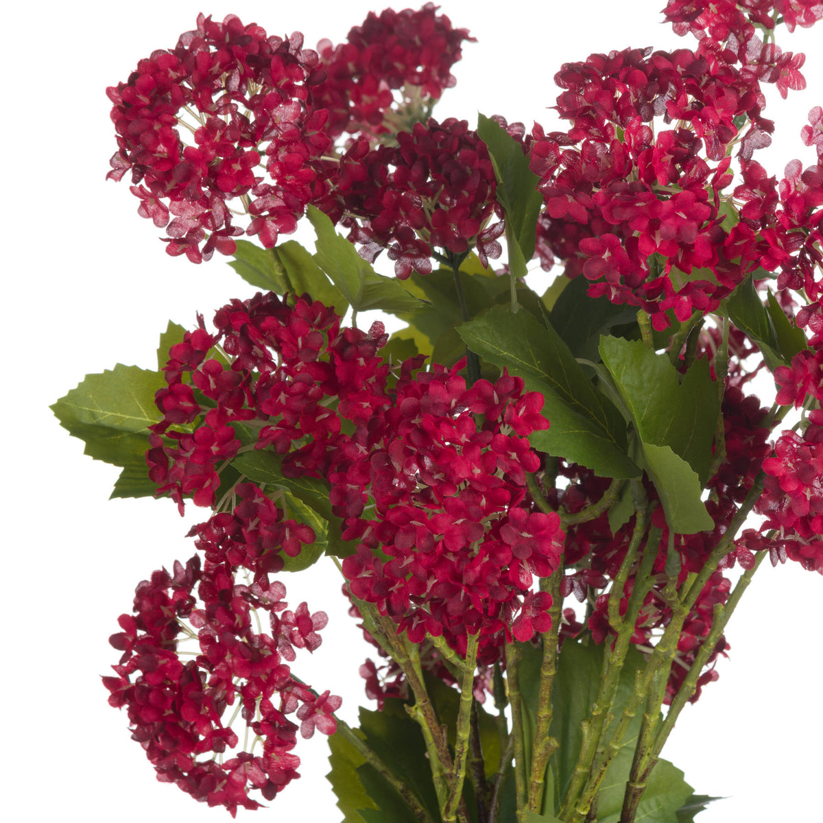 Red Autumnal Viburnum - Red