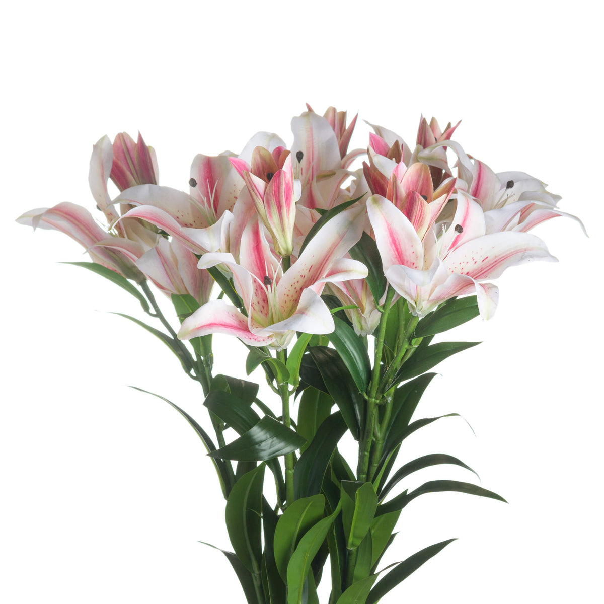 Stargazer Lily - White