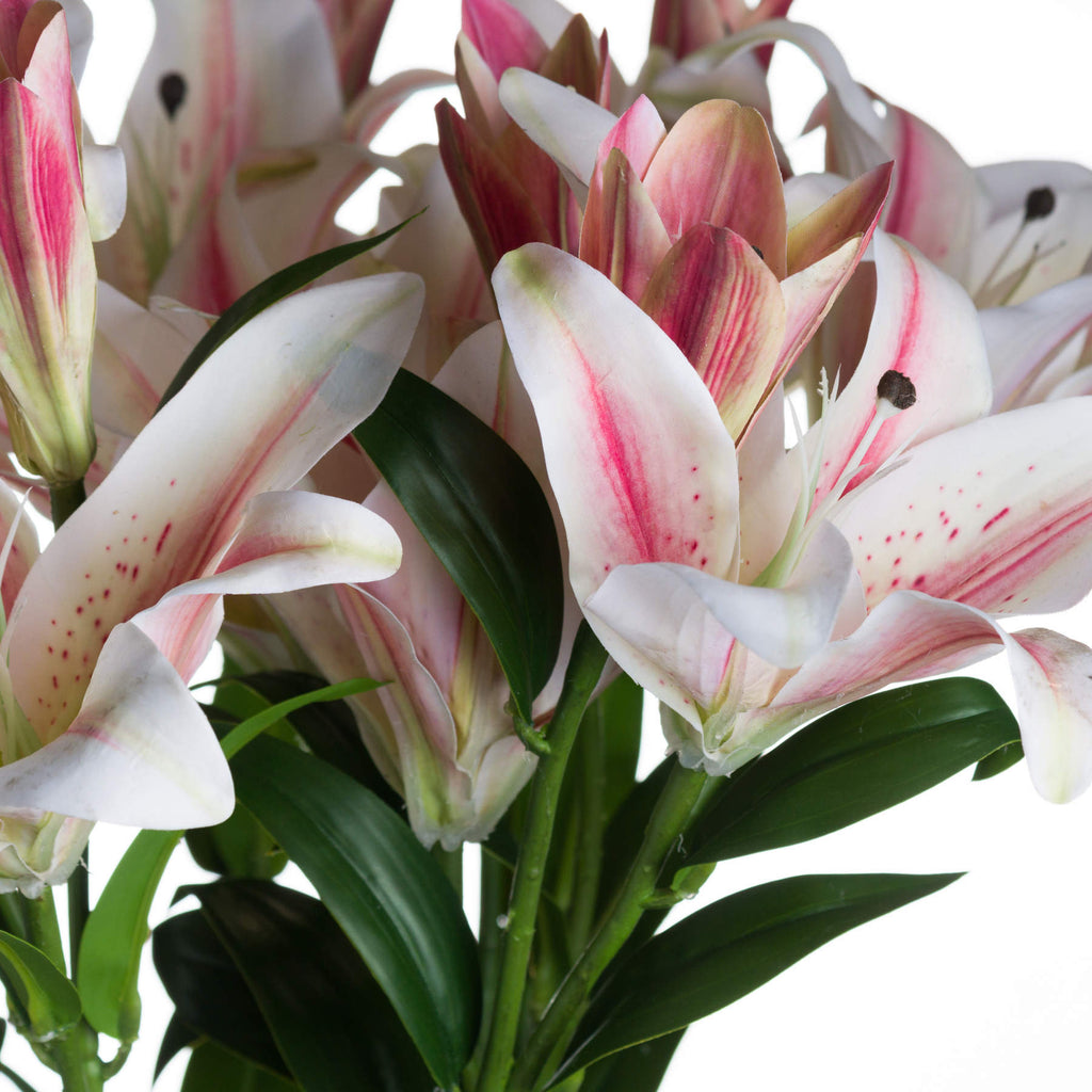 Stargazer Lily - White
