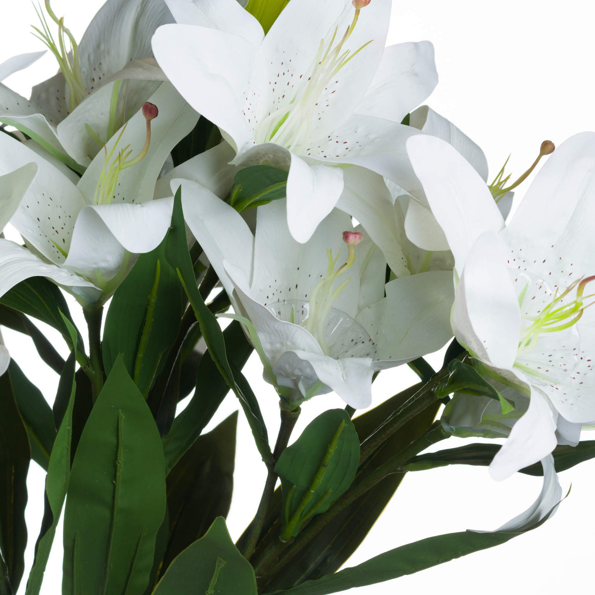 White Madonna Lily Spray