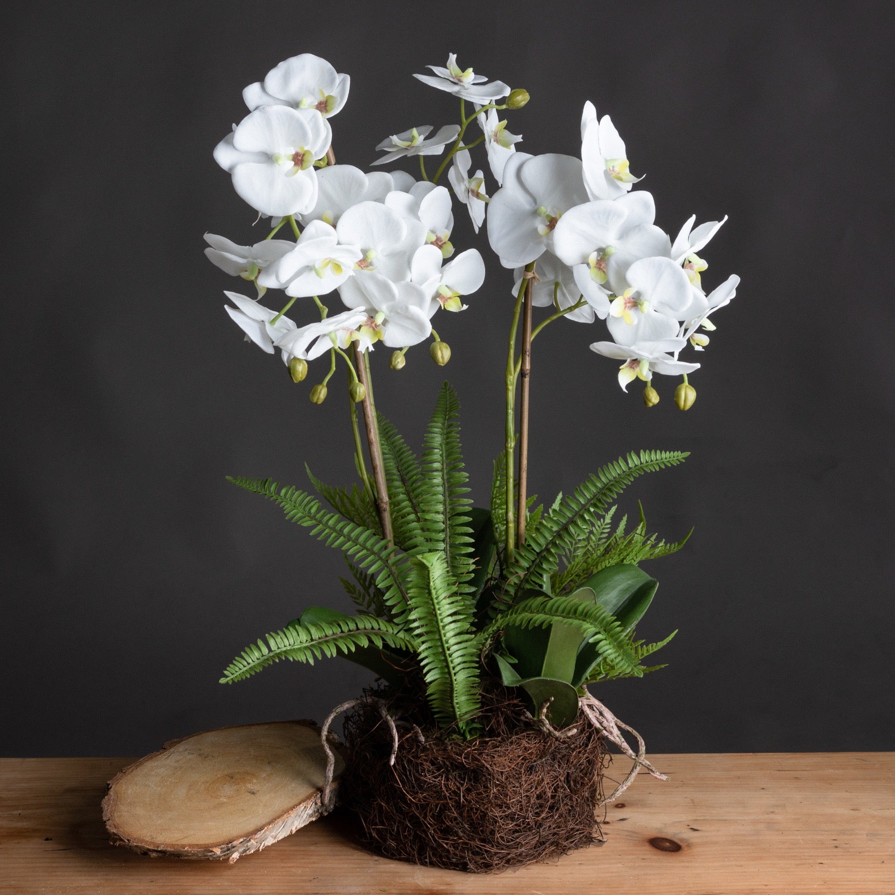 Large White Orchid and Fern Garden In Rootball