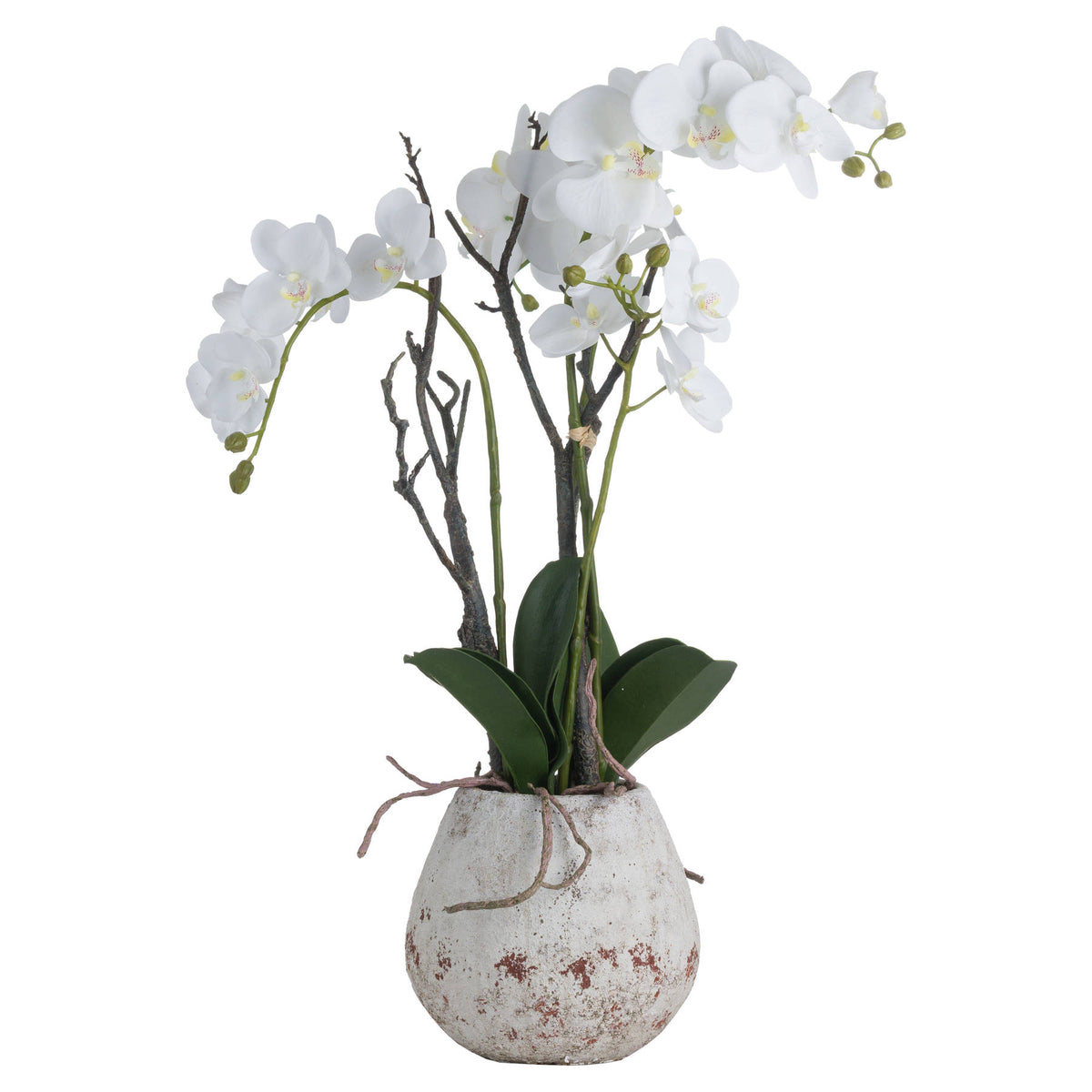 Large White Orchid In Stone Pot - White