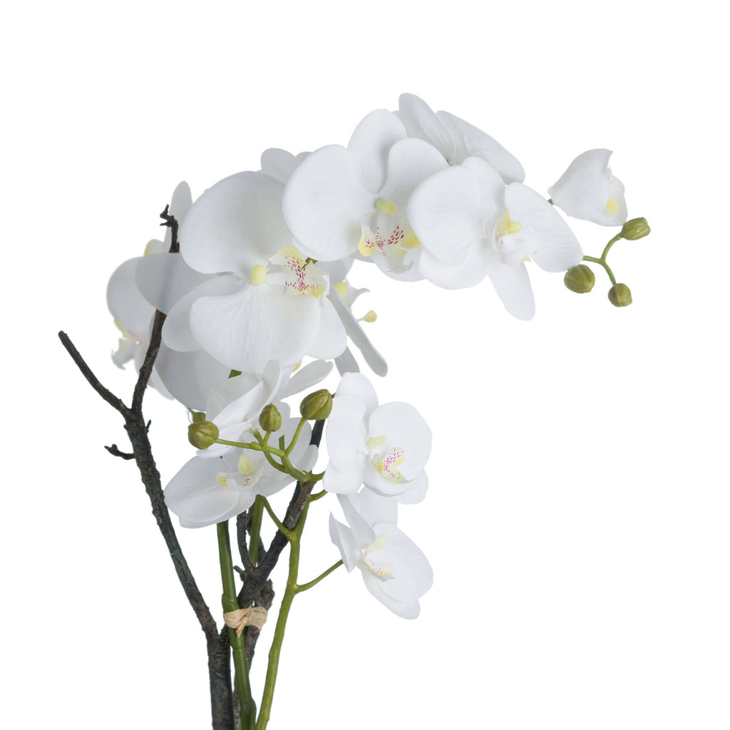 Large White Orchid In Antique Stone Pot