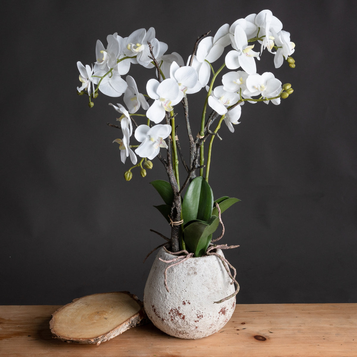 Large White Orchid In Antique Stone Pot