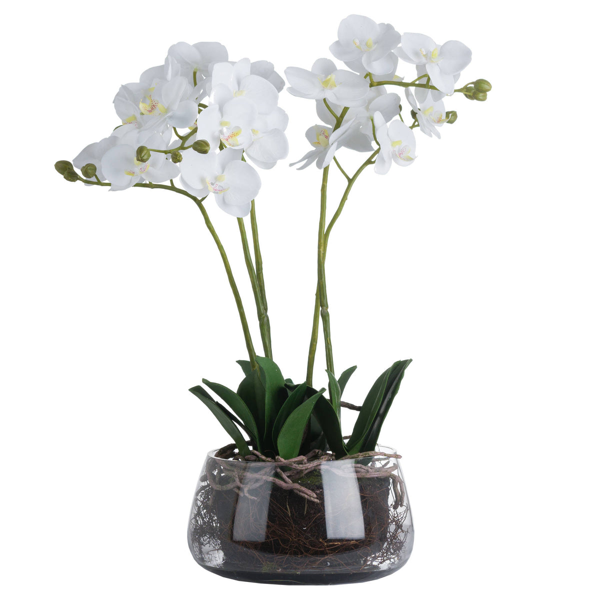 Large White Orchid In Glass Pot - White