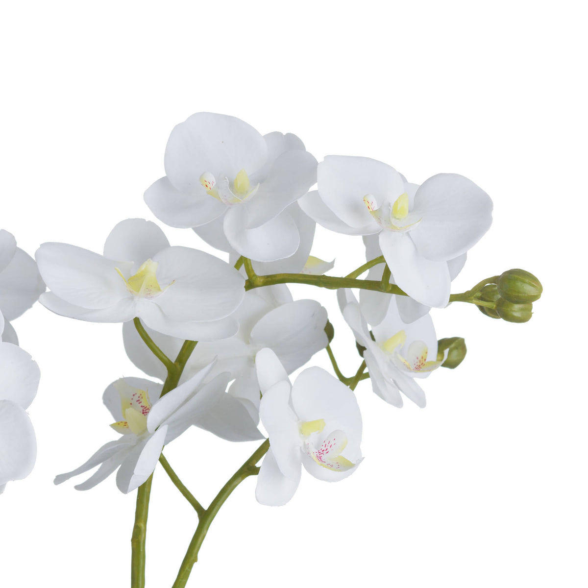 Large White Orchid In Glass Pot - White