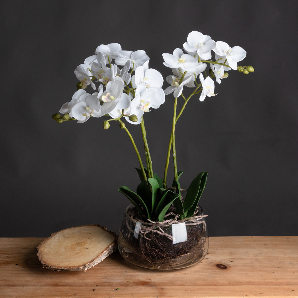 White Orchid In Glass Pot - White