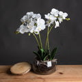 Large White Orchid In Glass Pot - White