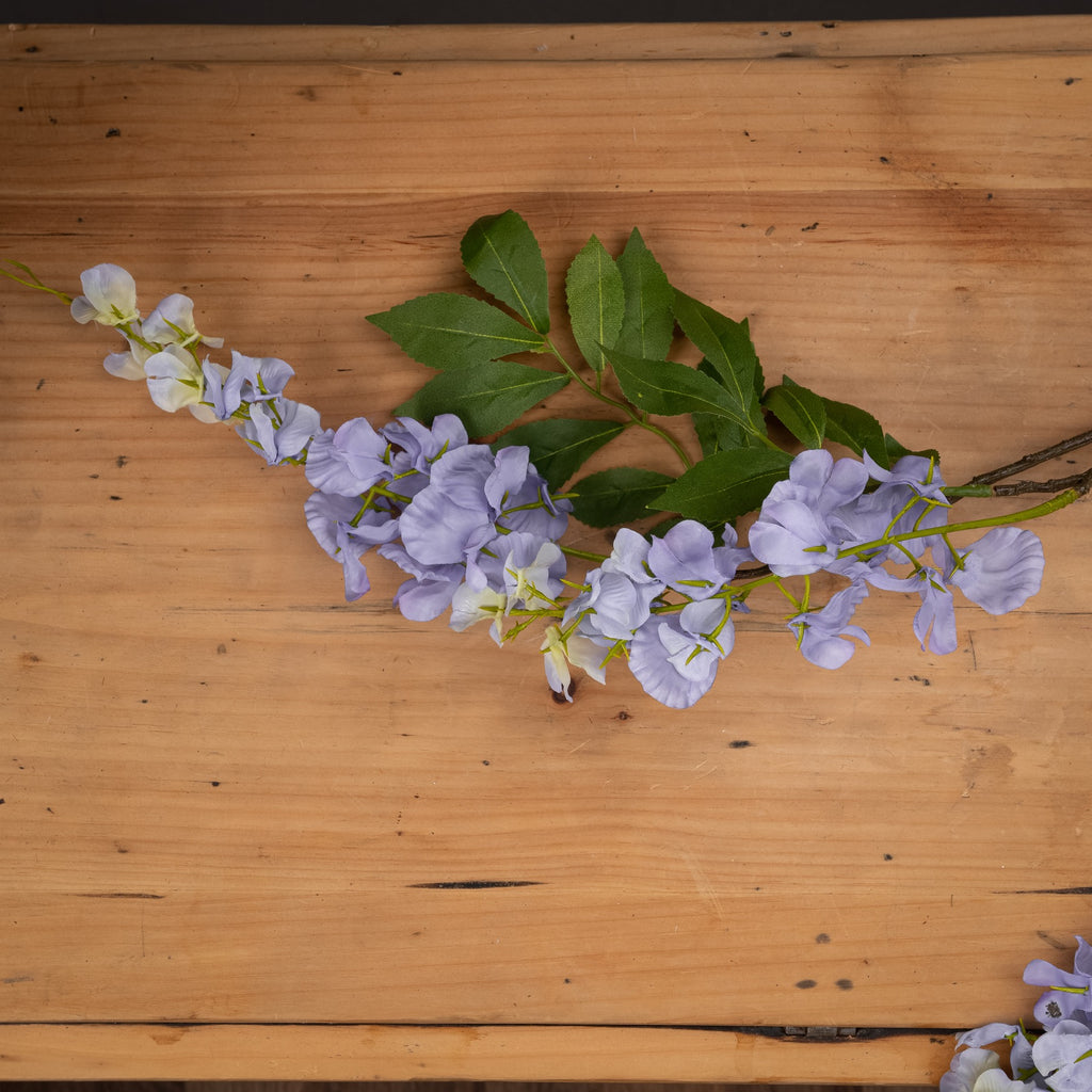 Lilac Wisteria - Lilac