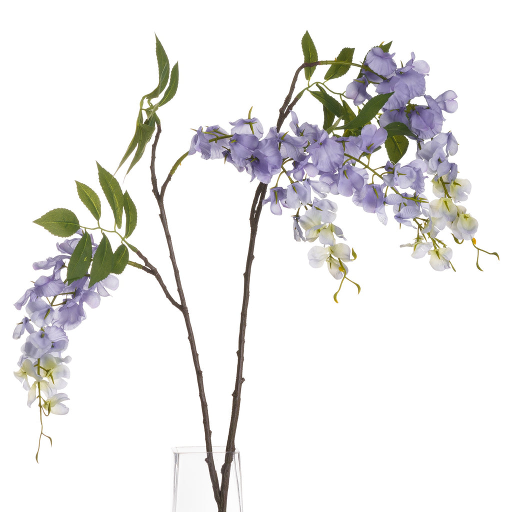 Lilac Wisteria - Lilac