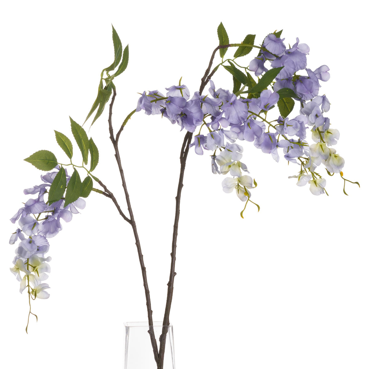 Lilac Wisteria - Lilac