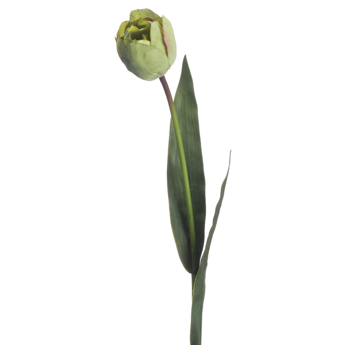 Green Tulip - Green