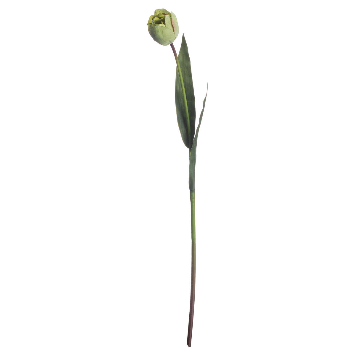 Green Tulip - Green