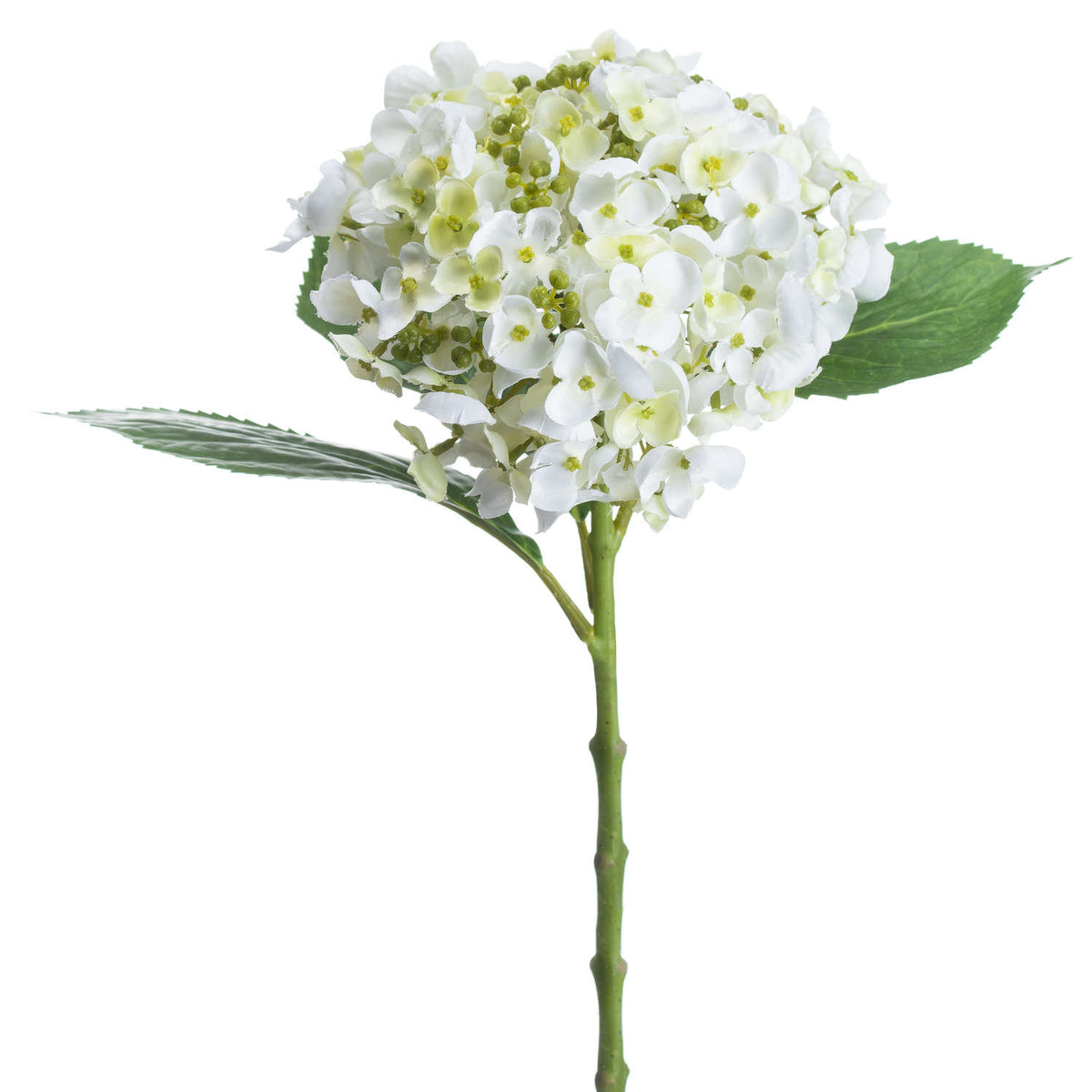 White Lace Cap Hydrangea - White