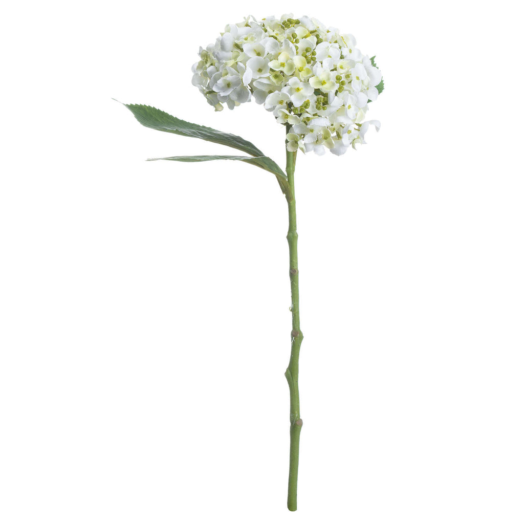 White Lace Cap Hydrangea - White