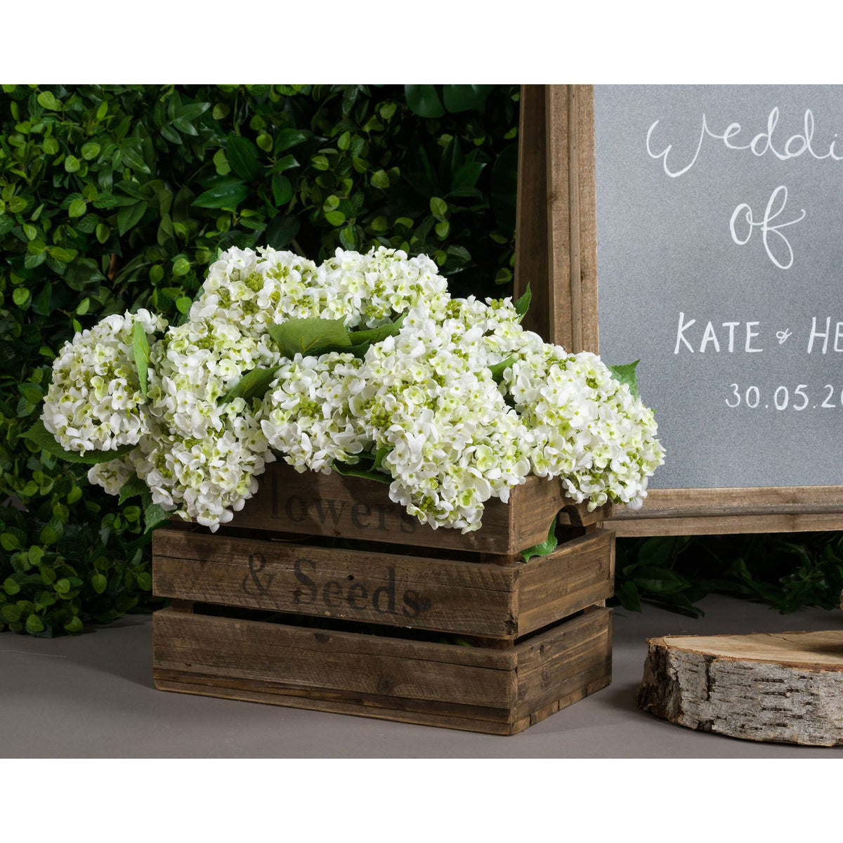 White Lace Cap Hydrangea - White