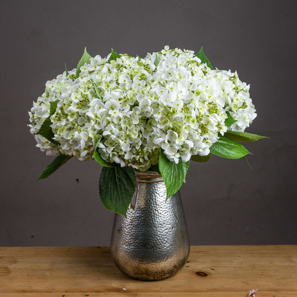 White Lace Cap Hydrangea - White