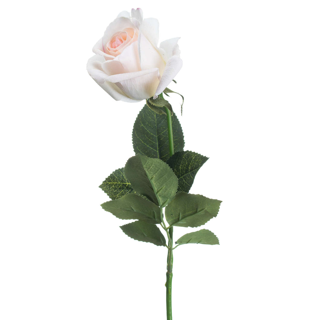 Palest Pink Tea Rose - Pink