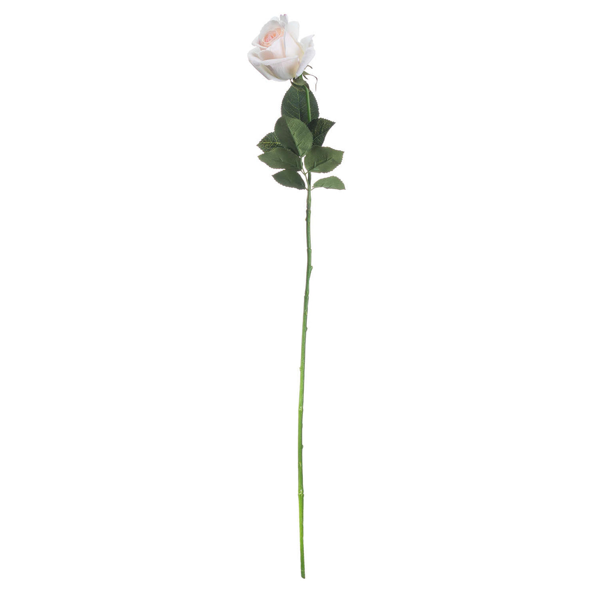 Palest Pink Tea Rose - Pink