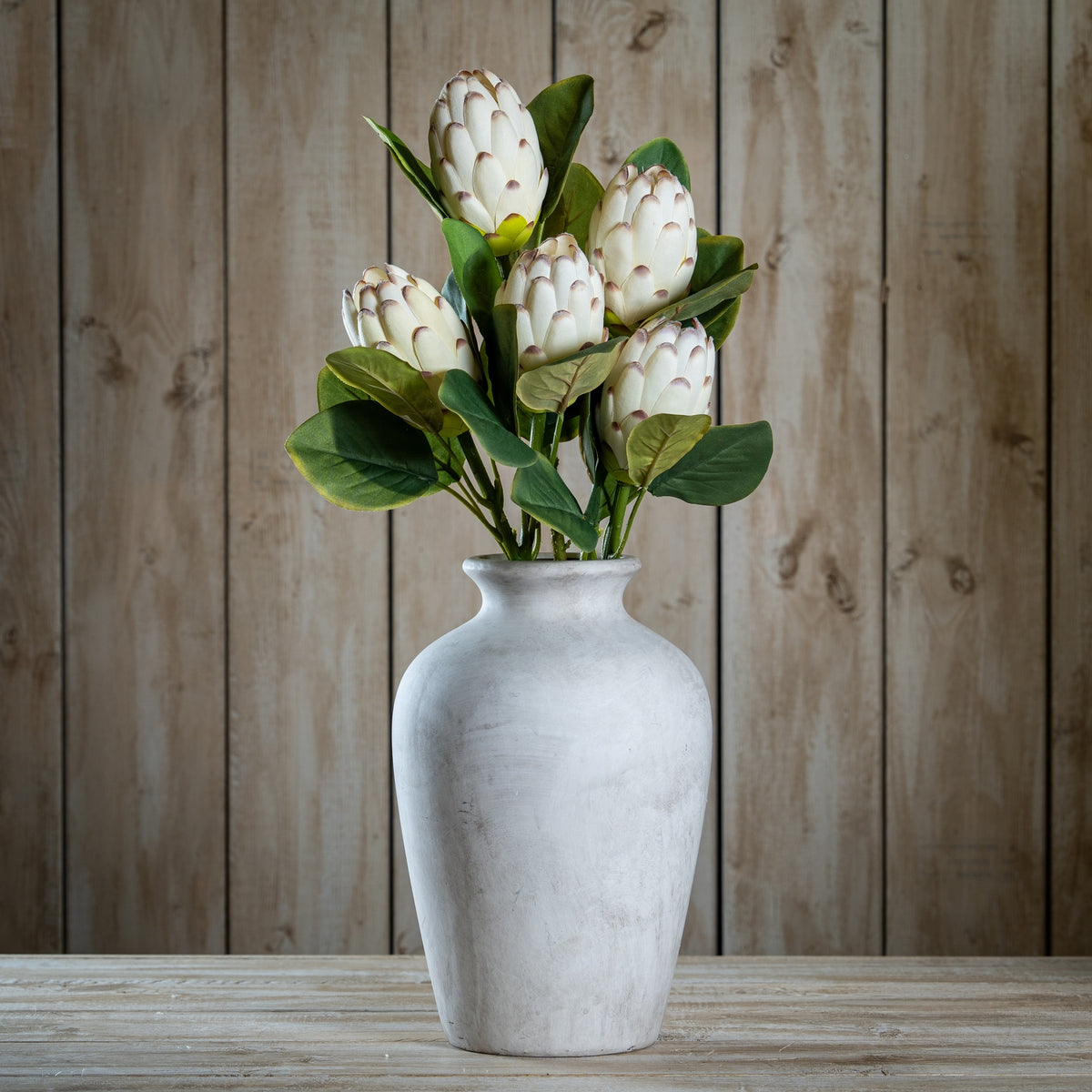 Closed White Protea