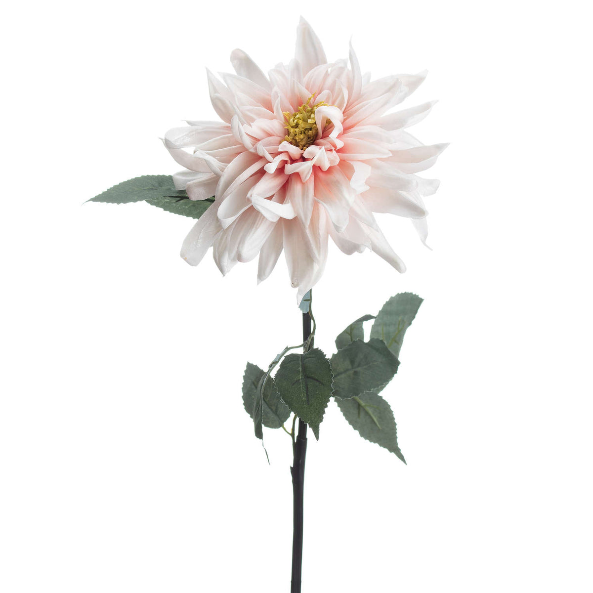 Lush Pink Dahlia - Pink