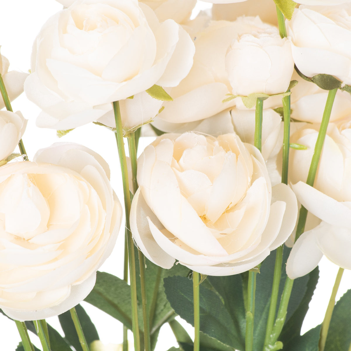 Soft Cream Ranunculus
