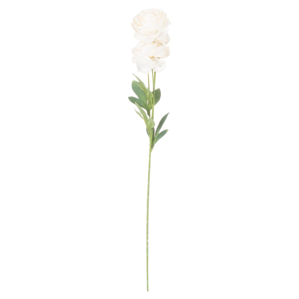 Soft Cream Ranunculus