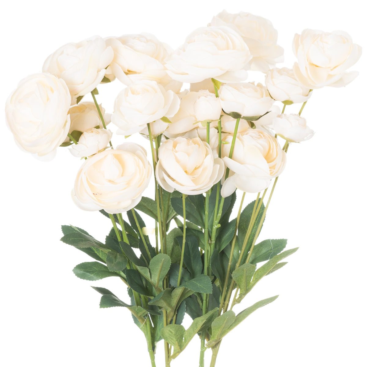 Soft Cream Ranunculus