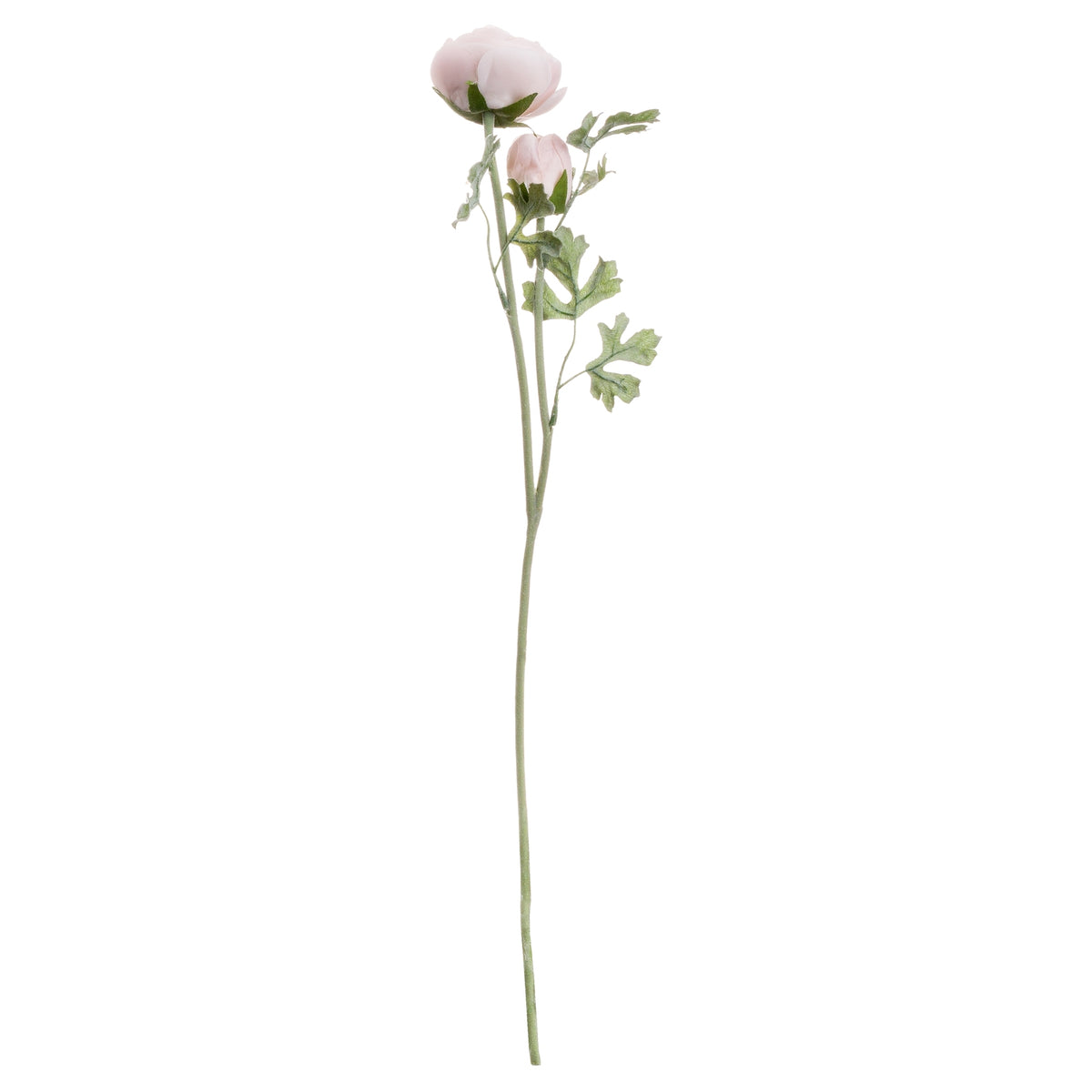 Pastel Pink Ranunculus - Pink