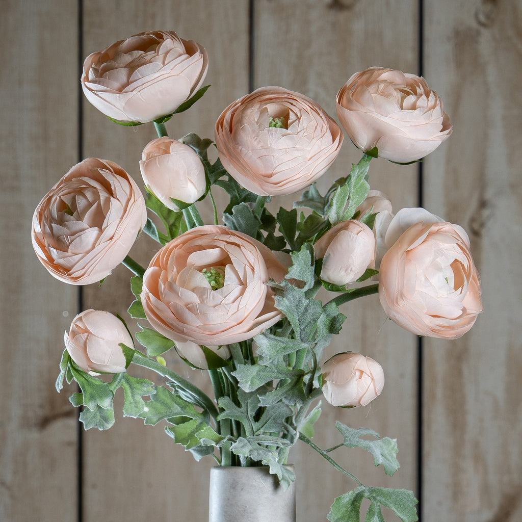Pastel Pink Ranunculus - Pink