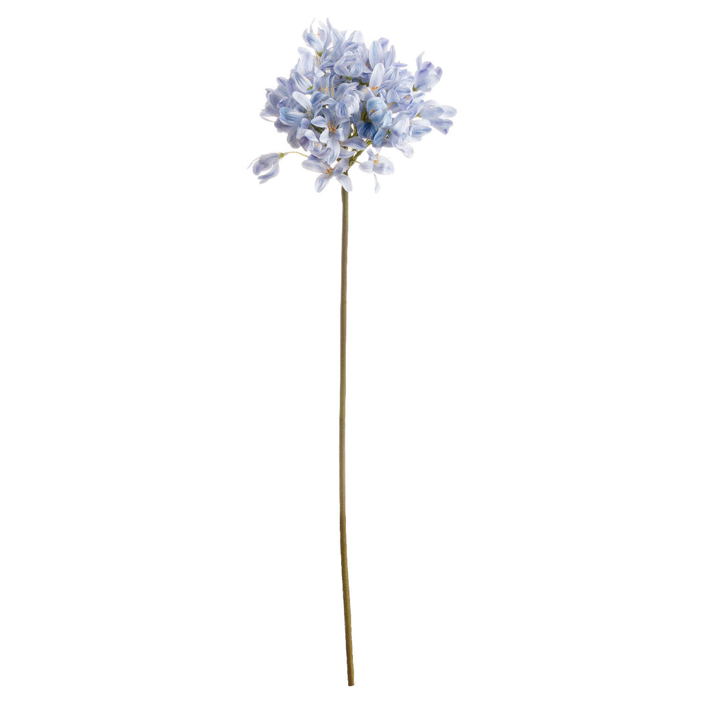 Light Blue Large Headed Agapanthus - Light blue