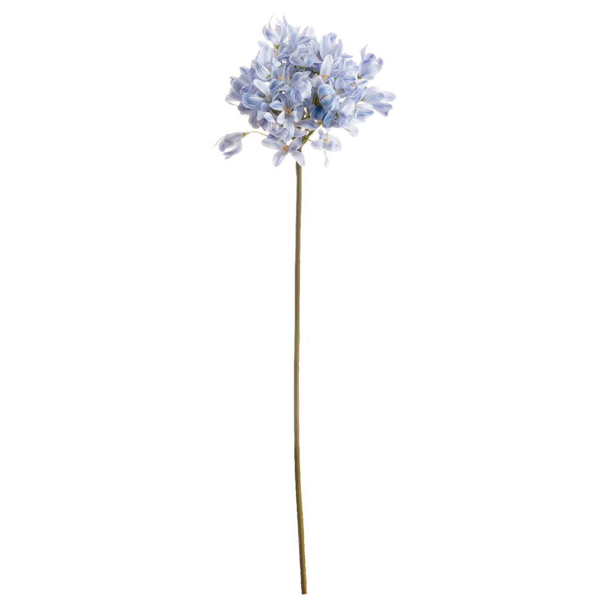 Light Blue Large Headed Agapanthus - Light blue