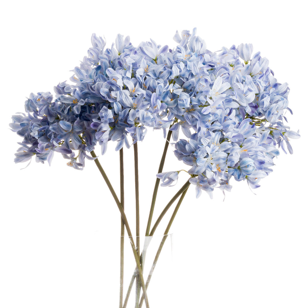 Light Blue Large Headed Agapanthus - Light blue