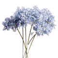Light Blue Large Headed Agapanthus - Light blue