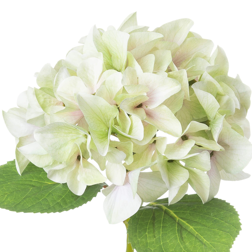 Shabby Green Single Hydrangea - Green