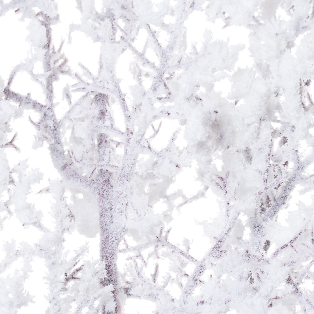 Snowy Winter Woodland Branch - White