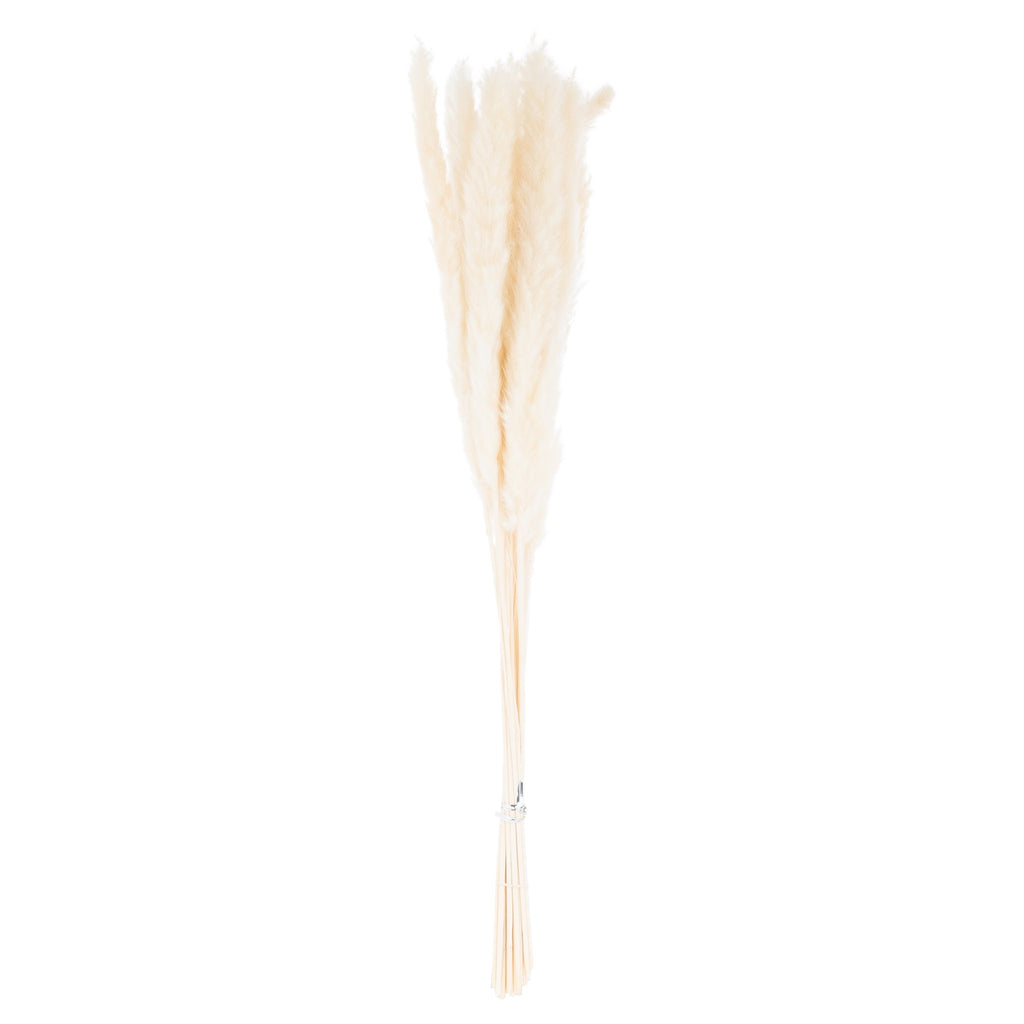 Mini White Pampas Grass Bunch of 15