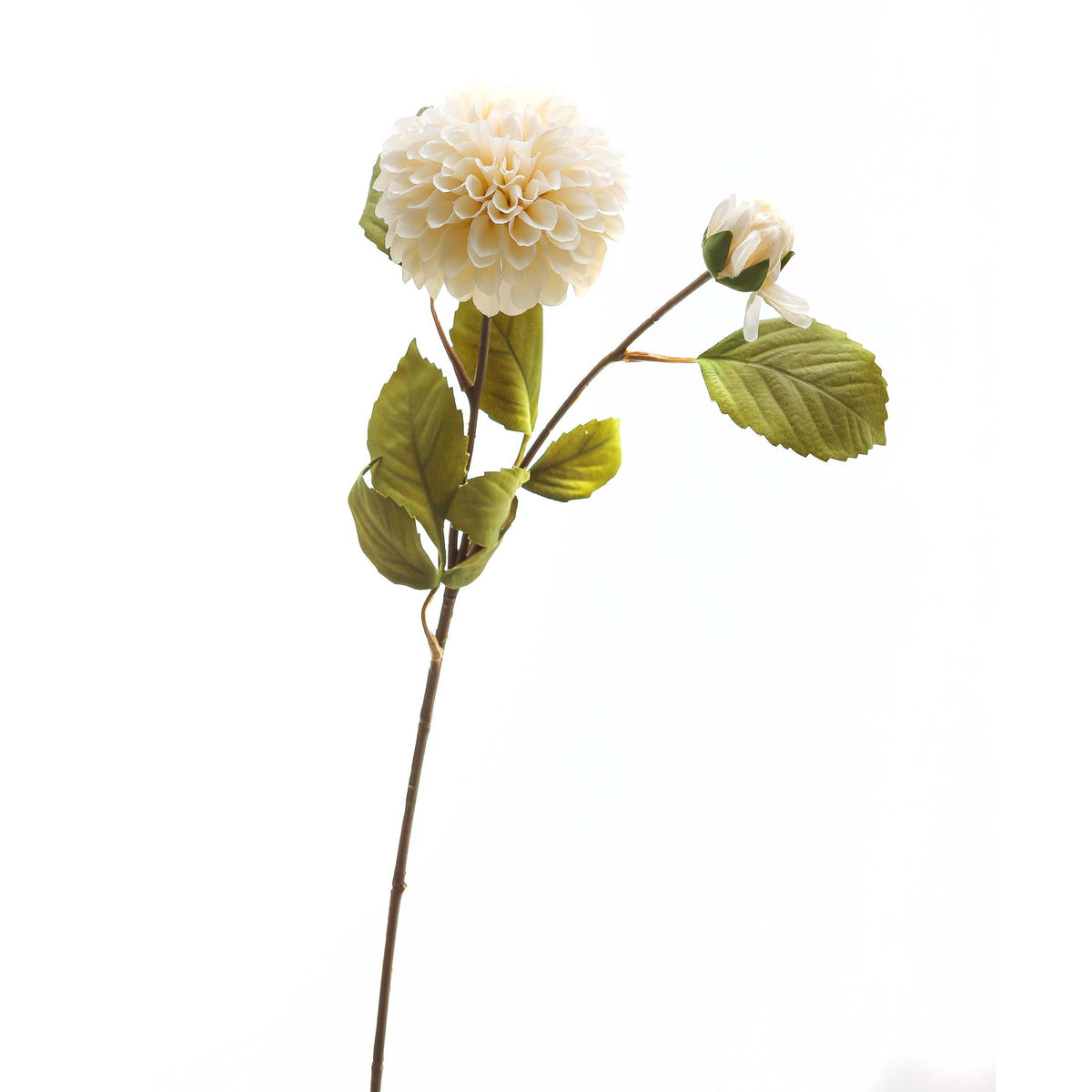 White Dahlia Stem - White